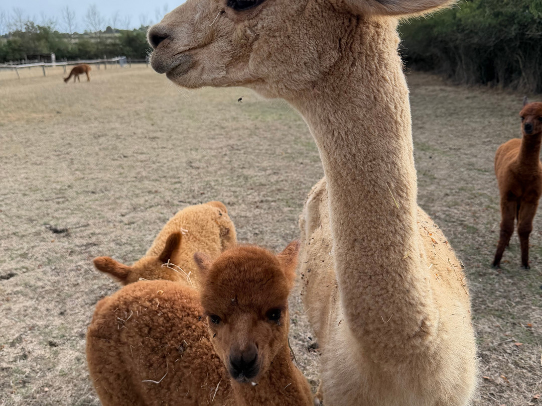 Lane House Alpaca Farm-切本哈姆必去景点