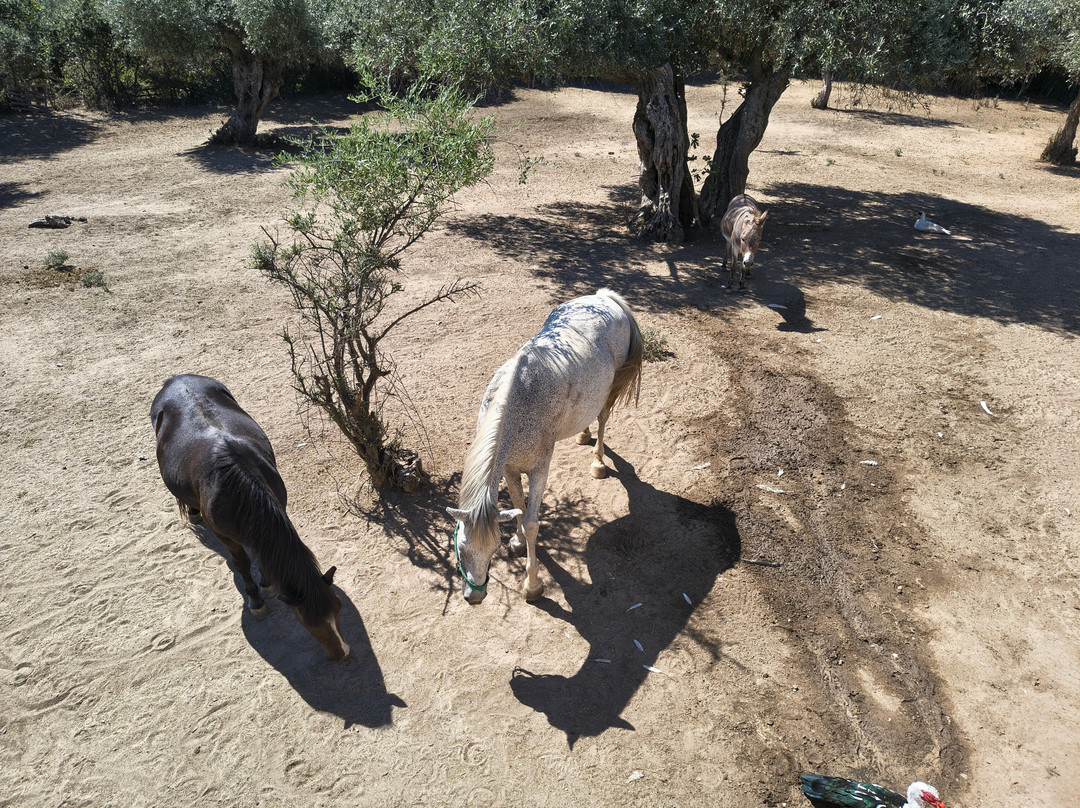 Thassos Donkeys-Skála Potamiás必去景点