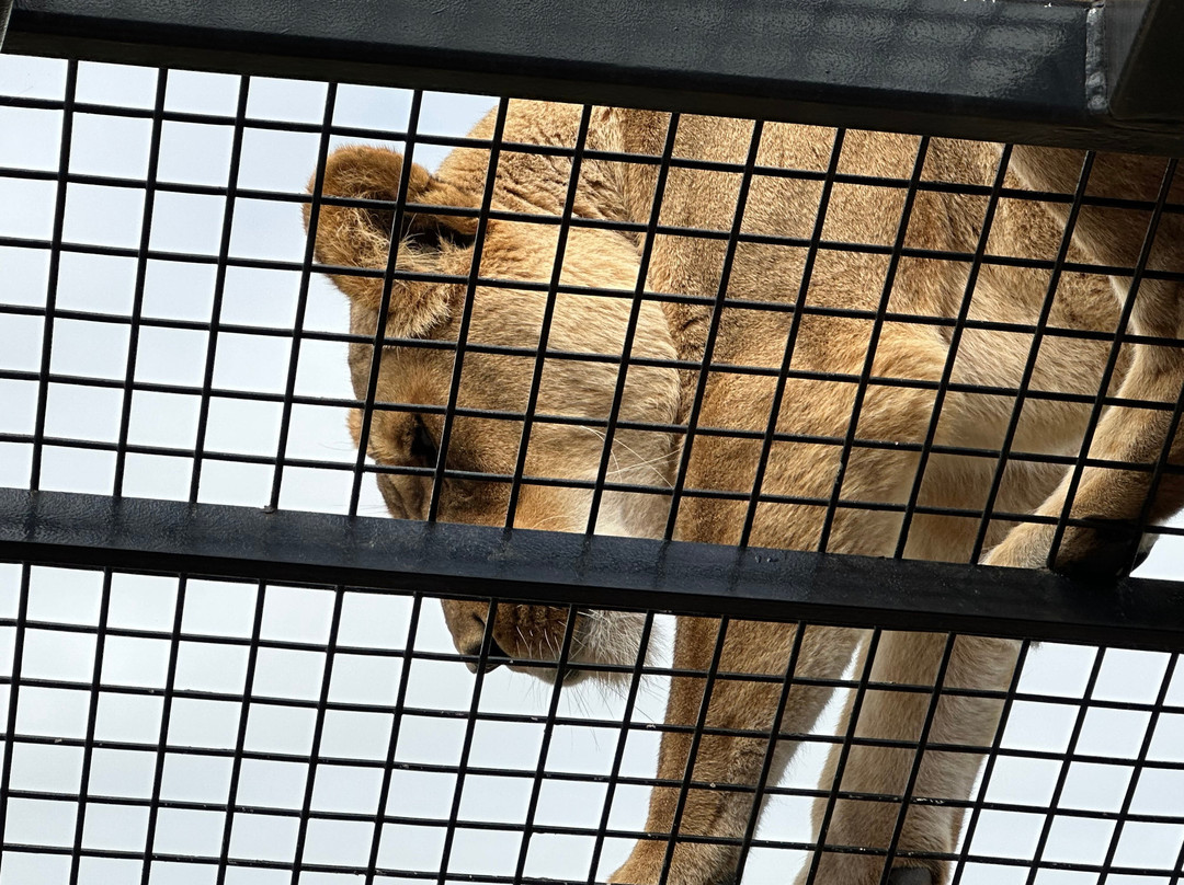 Monarto Safari Park-Monarto必去景点