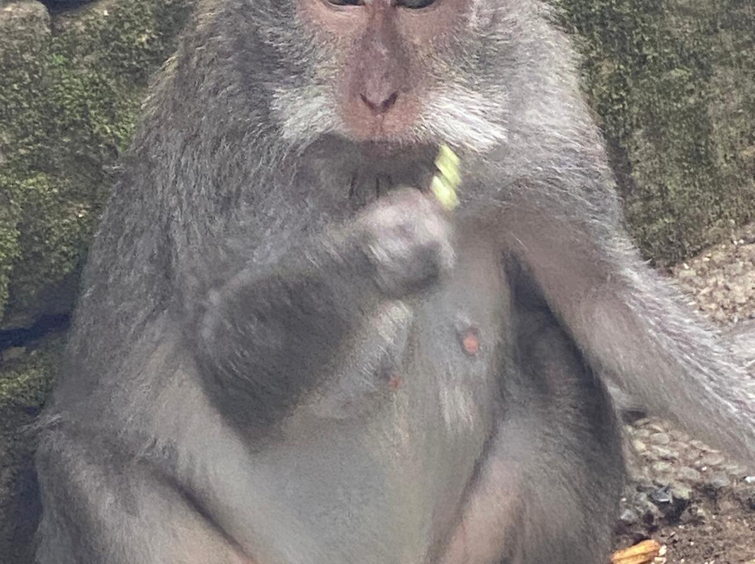 Sangeh Monkey Forest-Sangeh必去景点