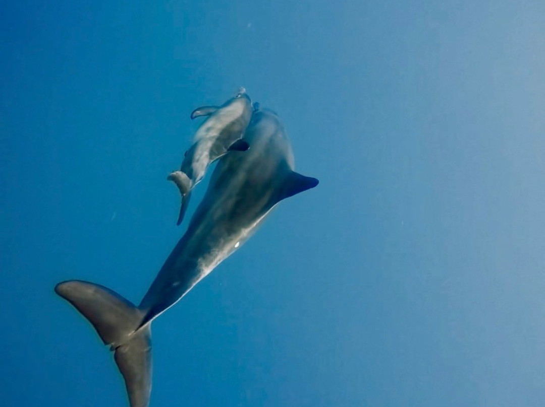 Dolphin Warrior-La Gaulette必去景点