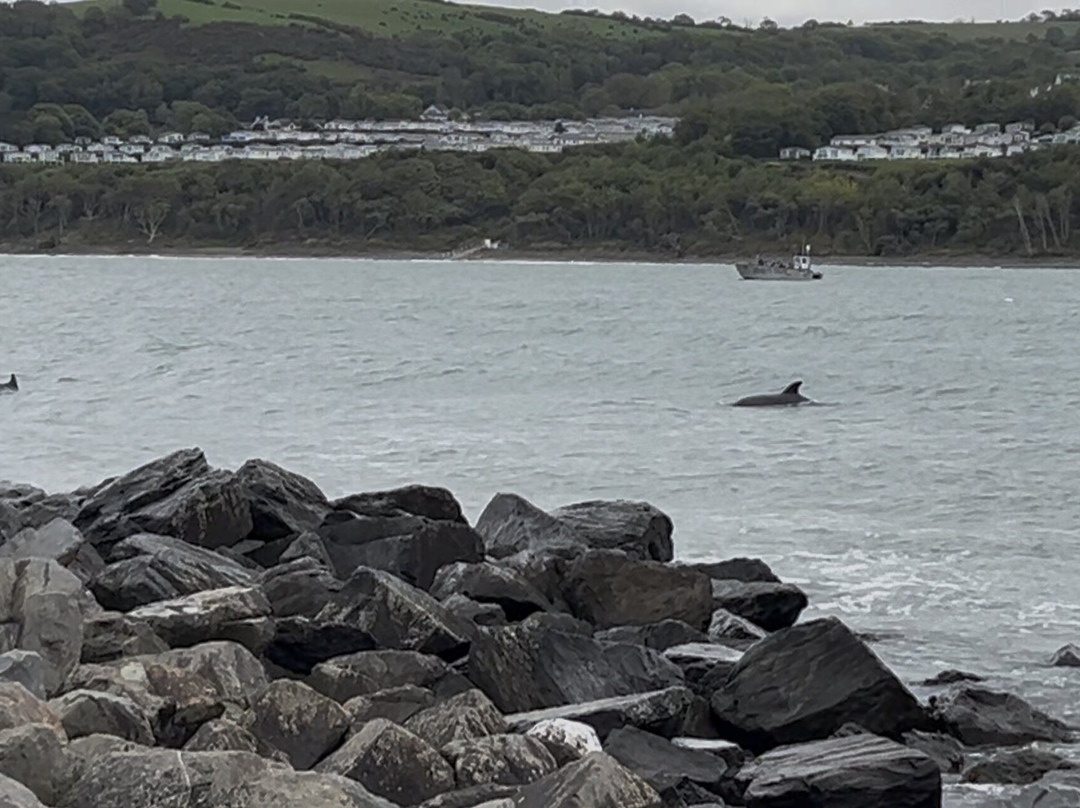 Dolphin Spotting Boat Trips (by New Quay Boat Trips)-纽基必去景点