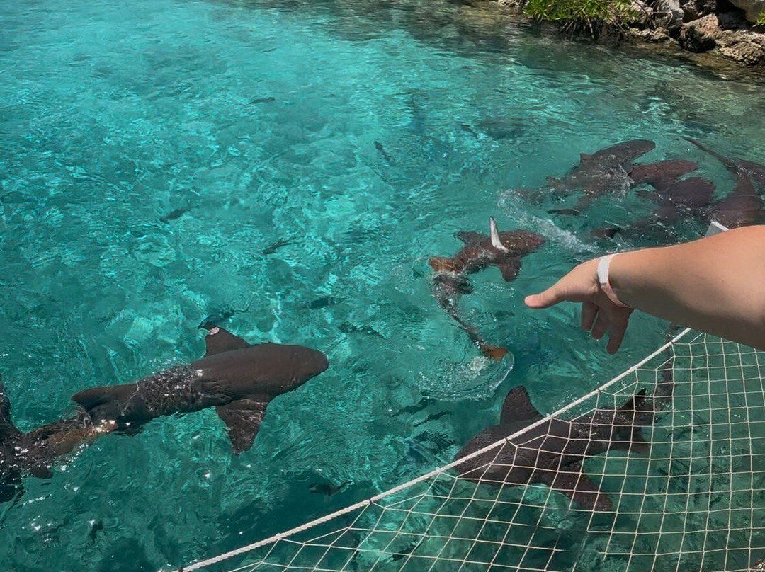 Dolphin Academy Curacao-威廉斯塔德必去景点