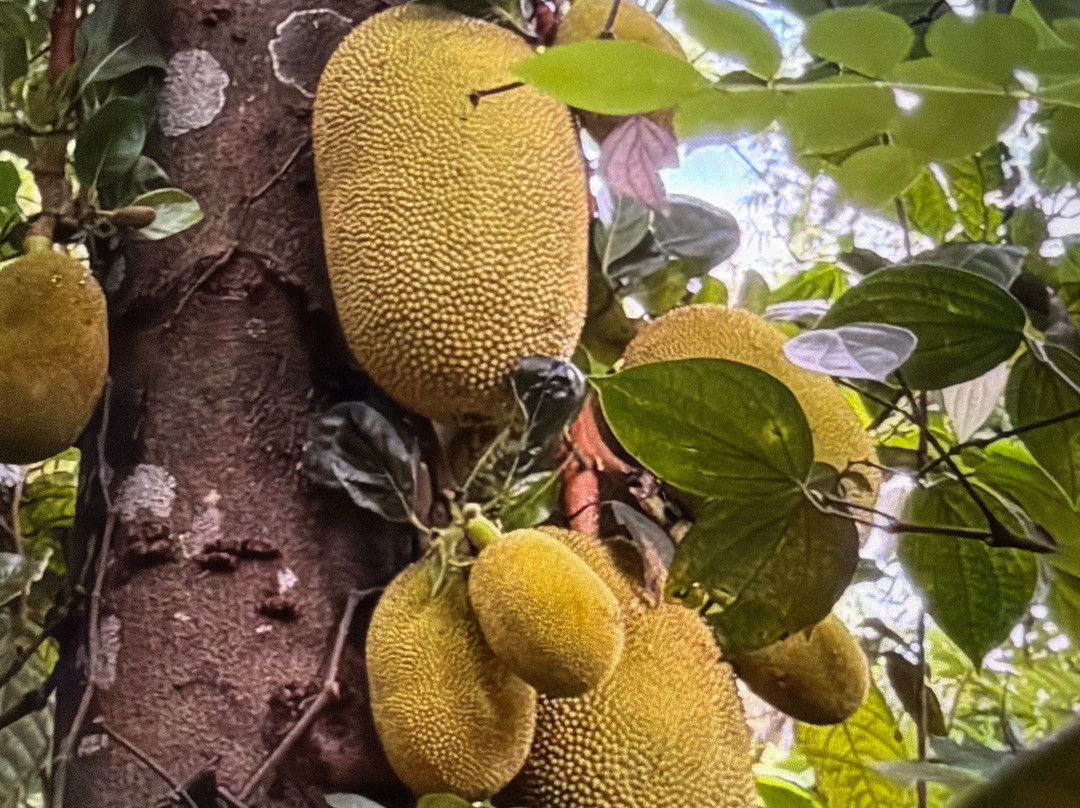 Luck Grove Spice Garden-Matale必去景点