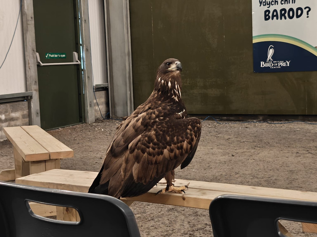 The British Bird of Prey Centre-喀麦登必去景点