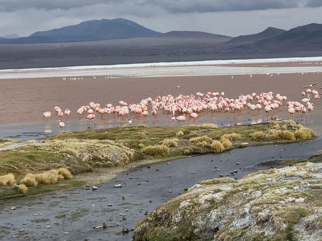 Laguna Colorada-乌尤尼必去景点