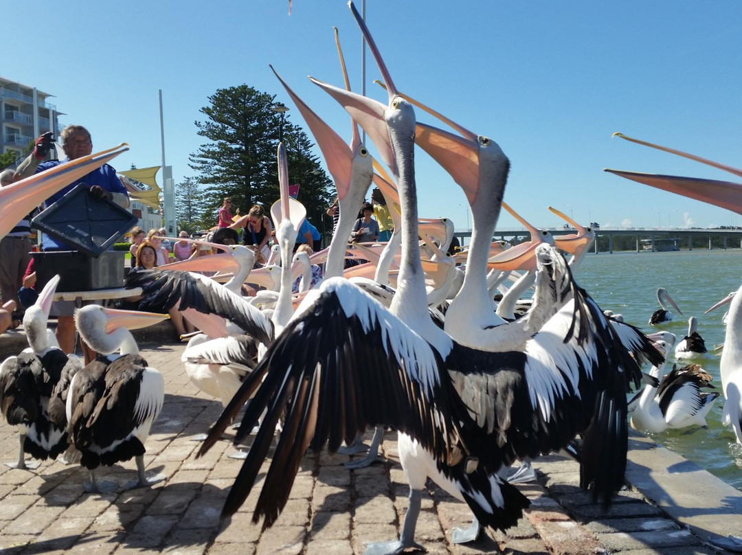 The Entrance Pelican Feed-恩瑞斯必去景点