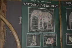 The Elephant Sanctuary-雾观必去景点