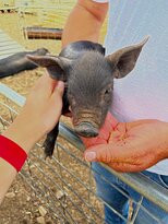 Will's Rare Breeds Farm-Stokes Bay必去景点