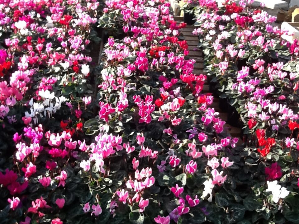 Victoria Farm Garden Centre景点图片
