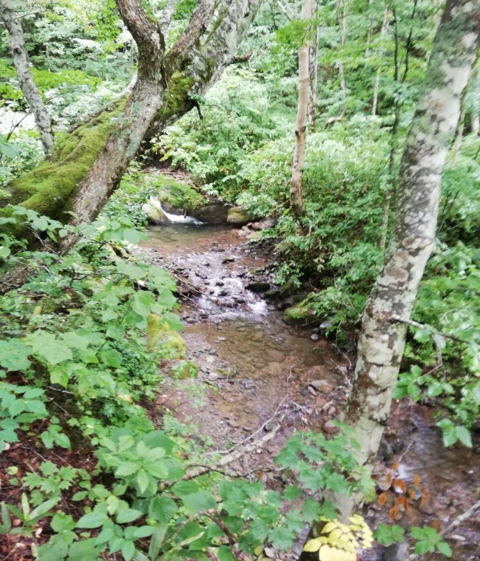 Forest Therapy Road Okushiga Shirakaba Enro Course景点图片