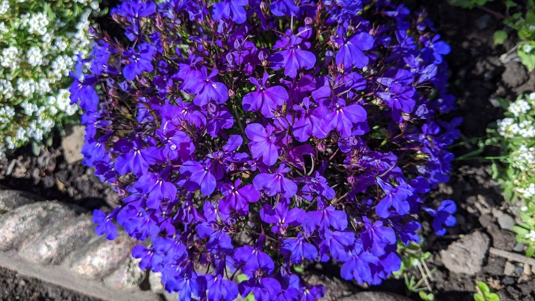 Girvan Community Garden景点图片