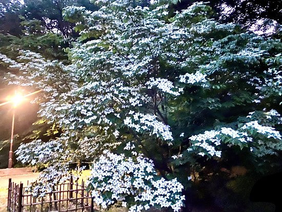 Sakuragaoka Park-多摩市必去景点