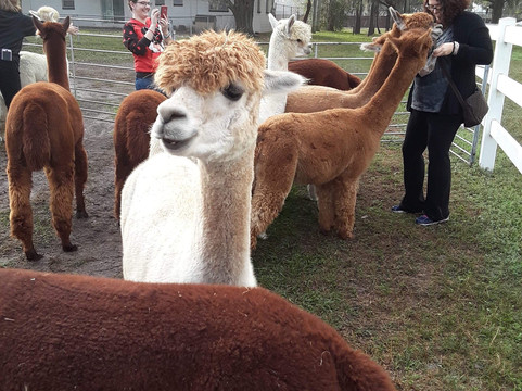 Odessa旅游攻略图片