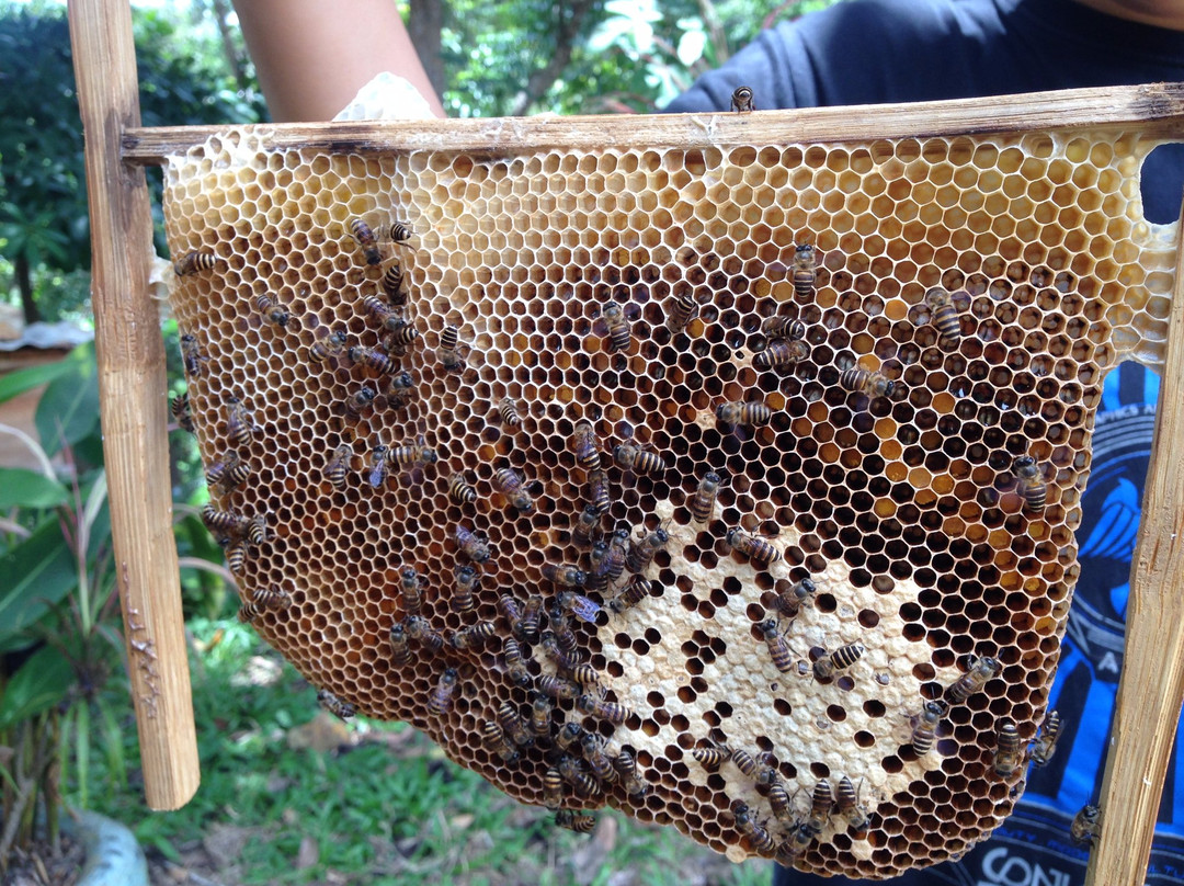 Gombizau Honey Bee Farm景点图片