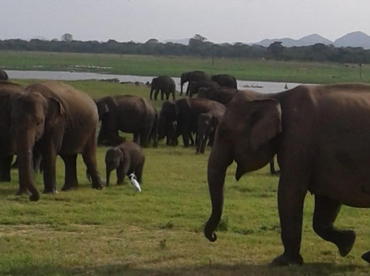 Siyathra Holiday Lanka-尼甘布必去景点