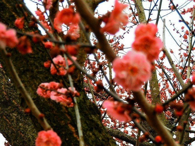 Kokuei Ennadaichi Ume no Sato景点图片