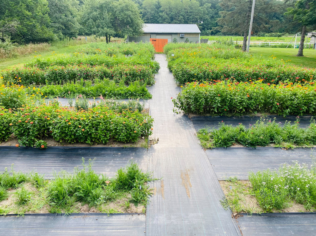 U-pick Flower Field @ Zemr Family Farm景点图片