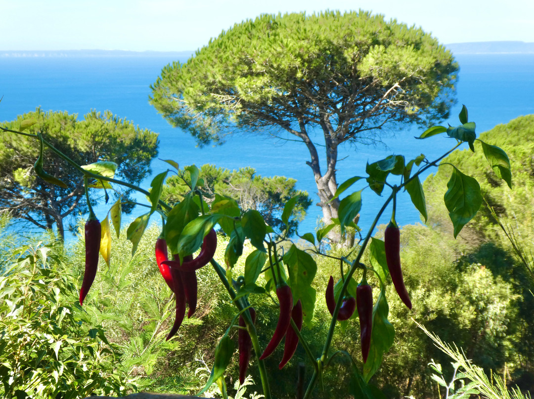 Donabo Botanical Gardens