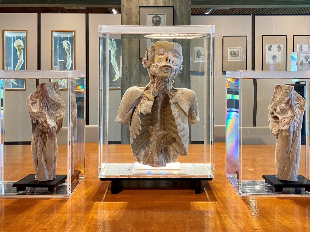 Museum voor Anatomie en Pathologie景点图片