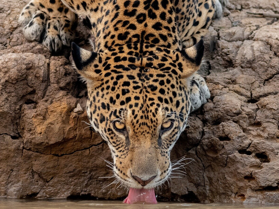 Olsen Photo Tours - Wildlife Experiences景点图片