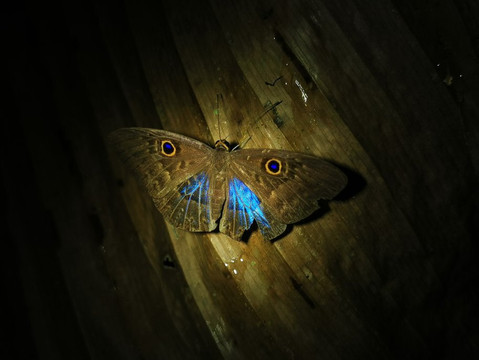 Jungle Night Tour Manuel Antonio-哥斯达黎加安东尼奥国家公园必去景点