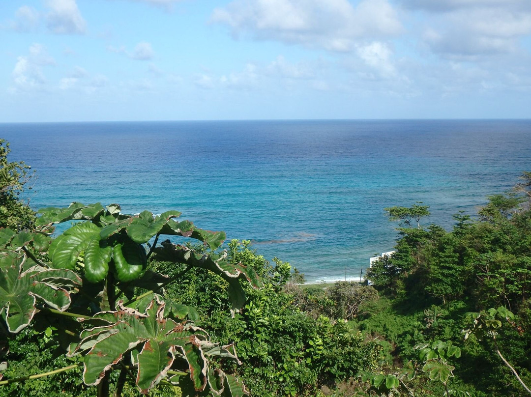 Pimento Lodge Resort主图