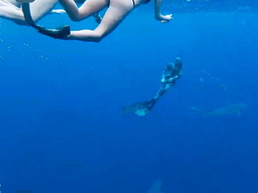 Hawaiian Diving Adventures-火奴鲁鲁必去景点