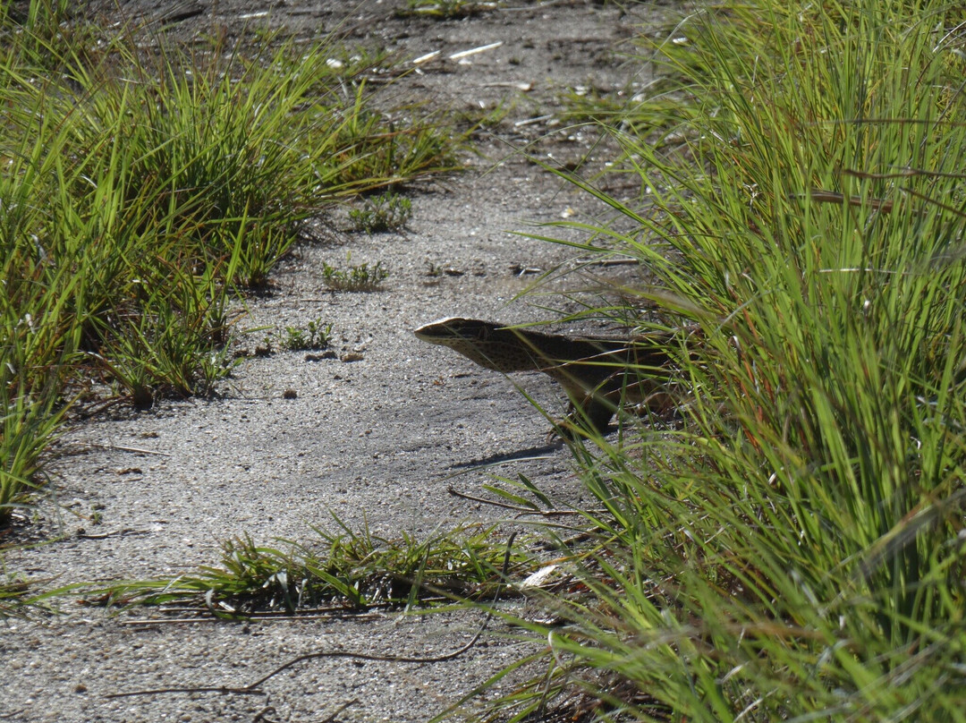Lizard Island National Park-蜥蜴岛必去景点