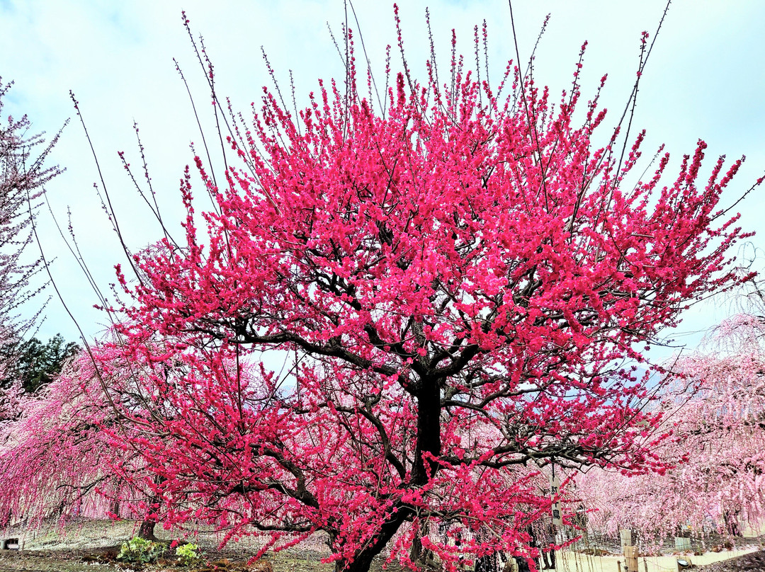 Suzuka Forest Garden-铃鹿市必去景点