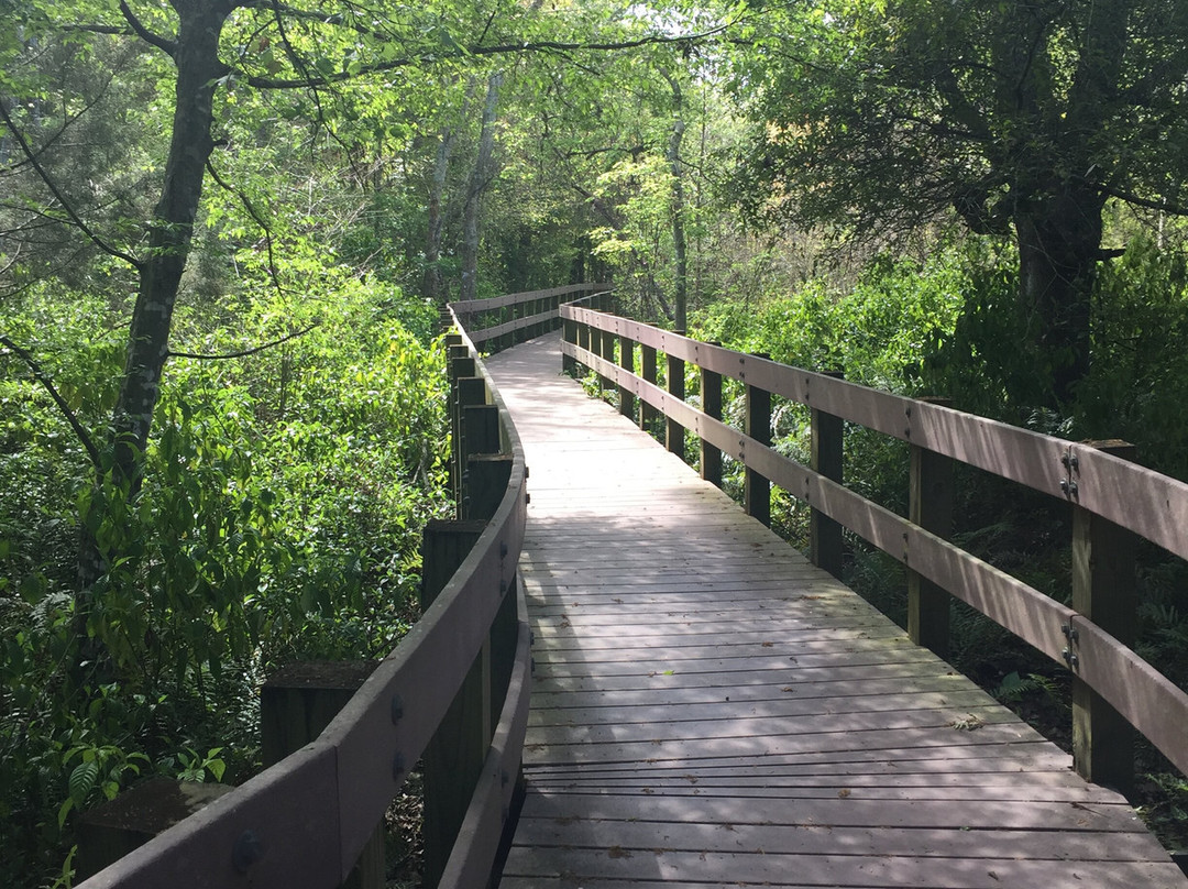 Largo Central Park Nature Preserve景点图片