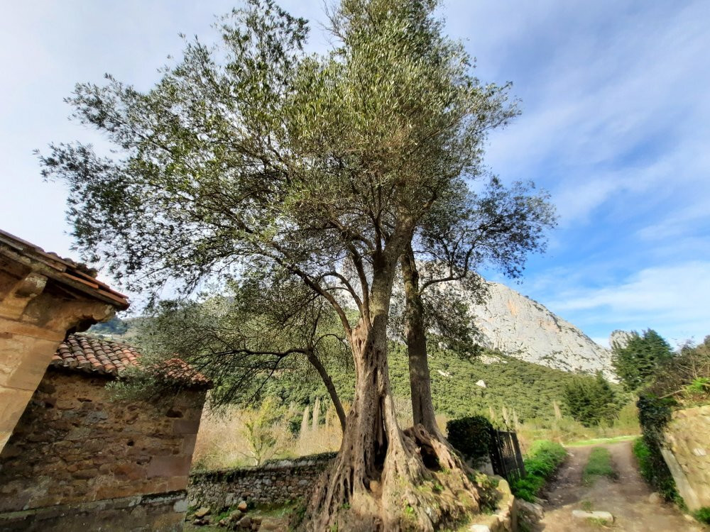 Iglesia de Santa Maria de Lebena景点图片