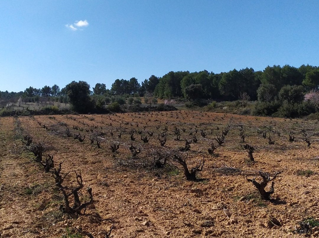 Bodegas Neleman, Casas del Rey - Valencia (Spain)-Venta del Moro必去景点