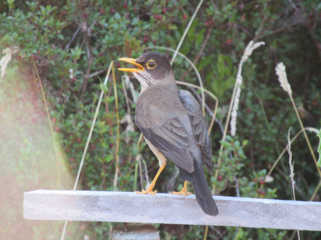 Lago Maihue-Futrono必去景点
