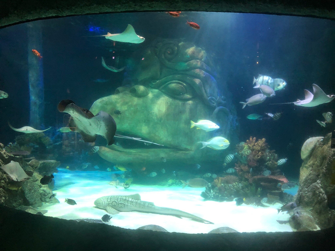奥兰多海洋世界水族馆-奥兰多必去景点