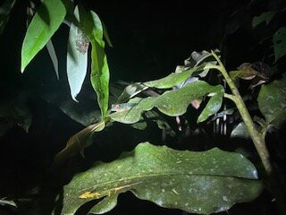 Arenal Sanctuary Reserve景点图片