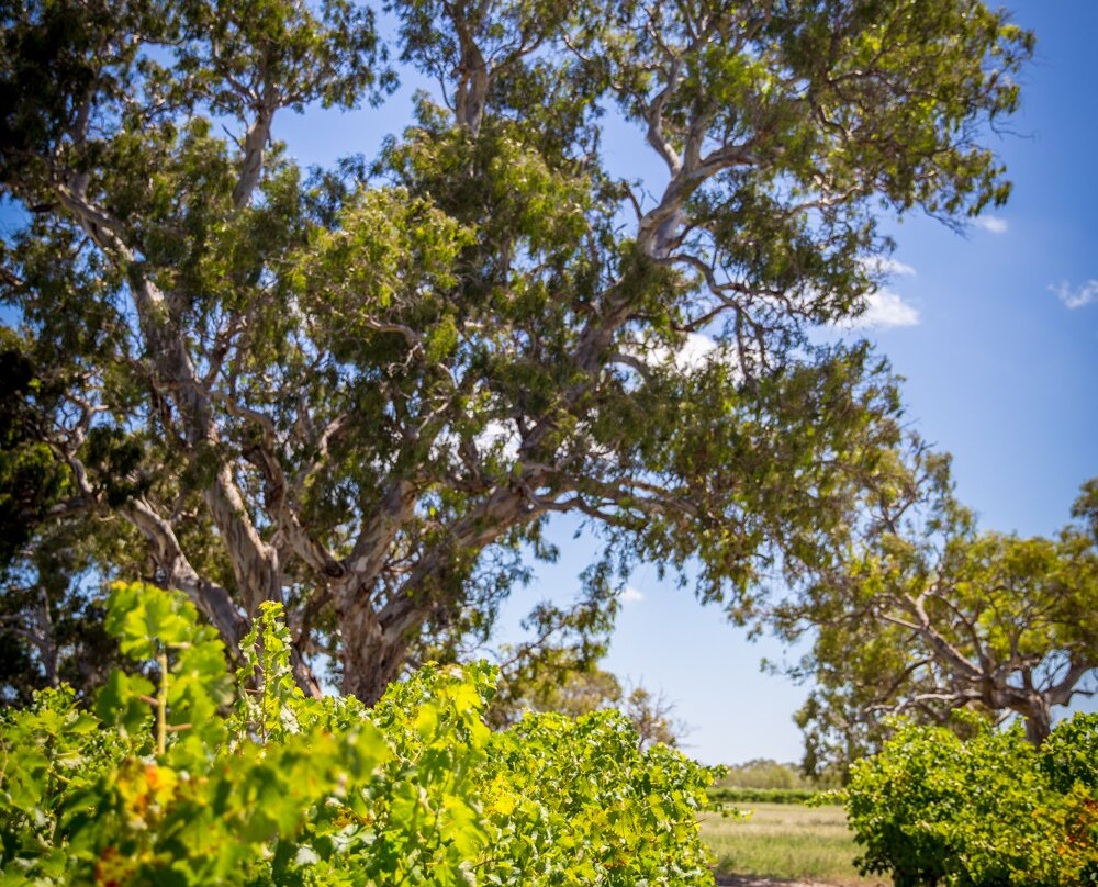 Hollick Estates-Coonawarra必去景点