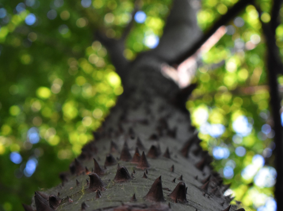 Tlaquepaque Pueblito Hotel主图