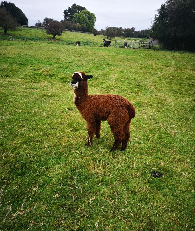 Faerie Tale Alpacas景点图片