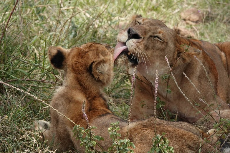 Arusha Fortes Limited-阿鲁沙必去景点