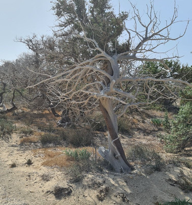 Cretan Daily Cruises-Ierapetra必去景点