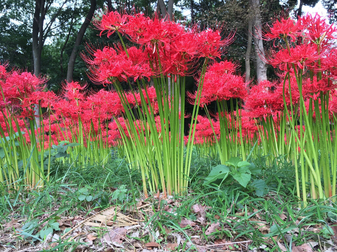 Soko-in Temple-松户市必去景点