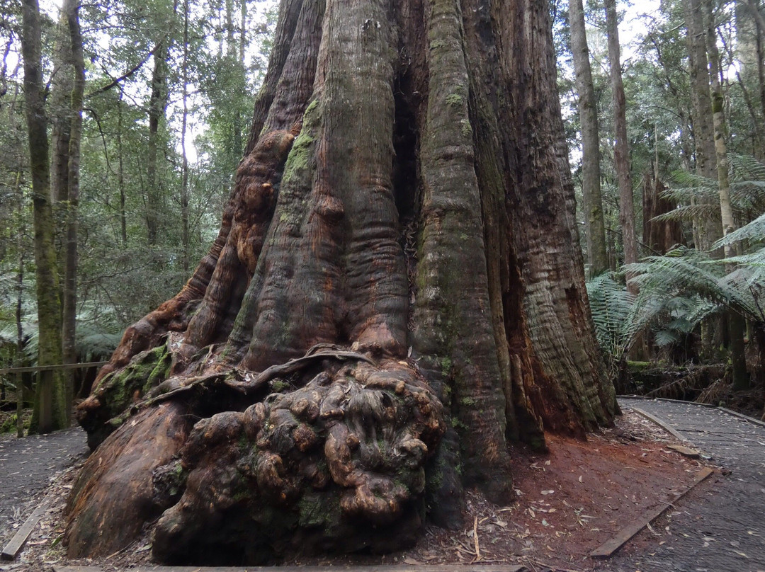 The Big Tree-Mawbanna必去景点
