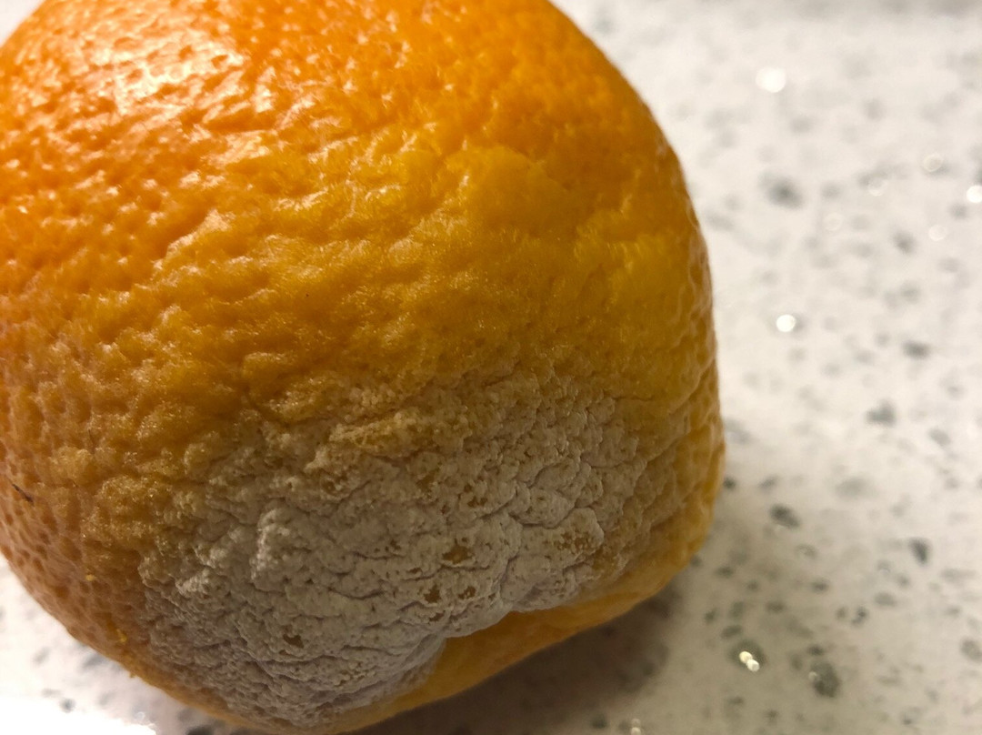 TownePlace Suites by Marriott Twin Falls主图