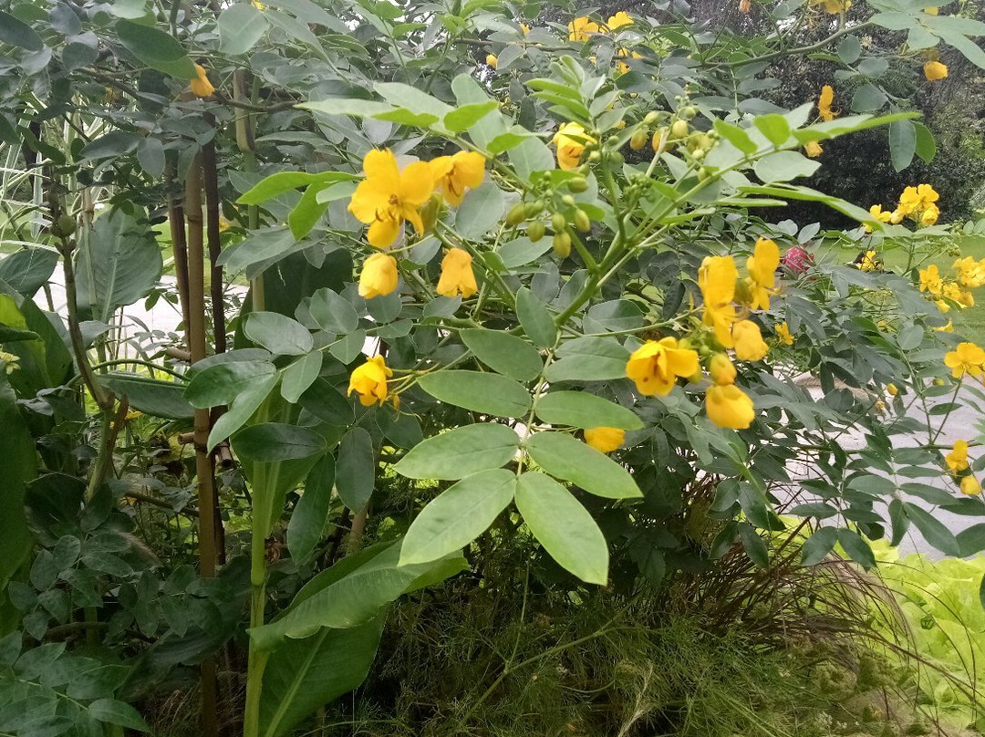 Jardin des Plantes景点图片