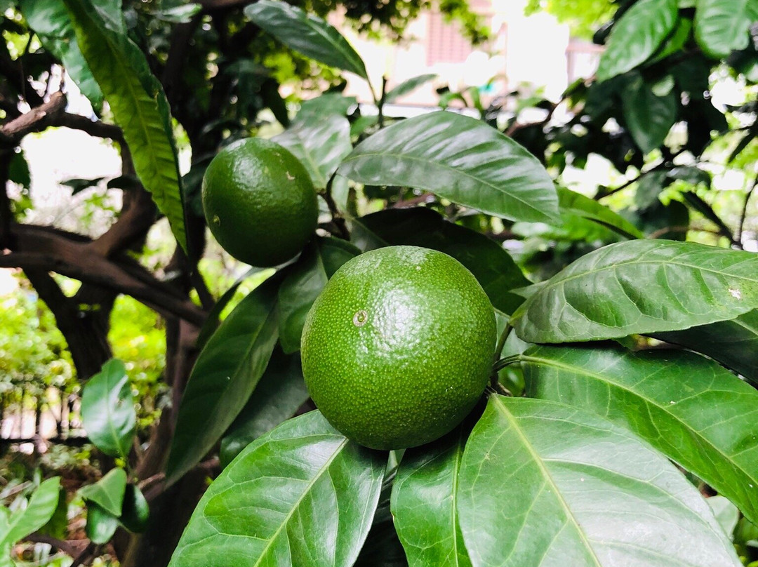 Akatsuka Botanical Gardens-板桥区必去景点
