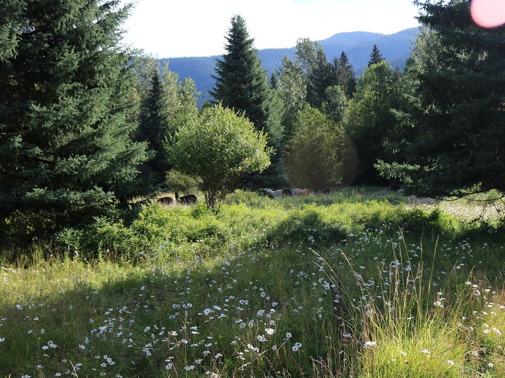 The Llama Sanctuary-Tappen必去景点