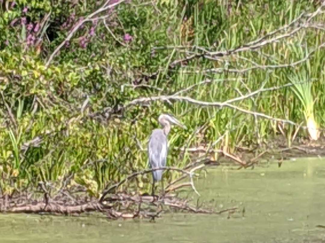 Mass Audubon Canoe Meadows Wildlife Sanctuary景点图片