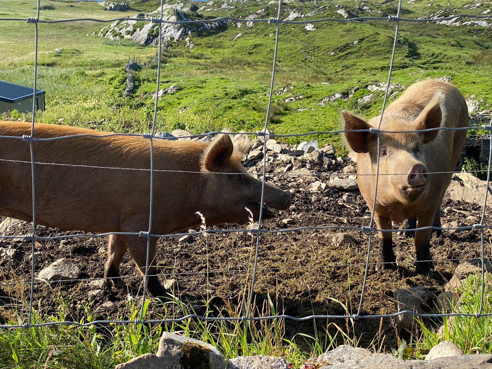 Dolphin Hotel Inishbofin-官方