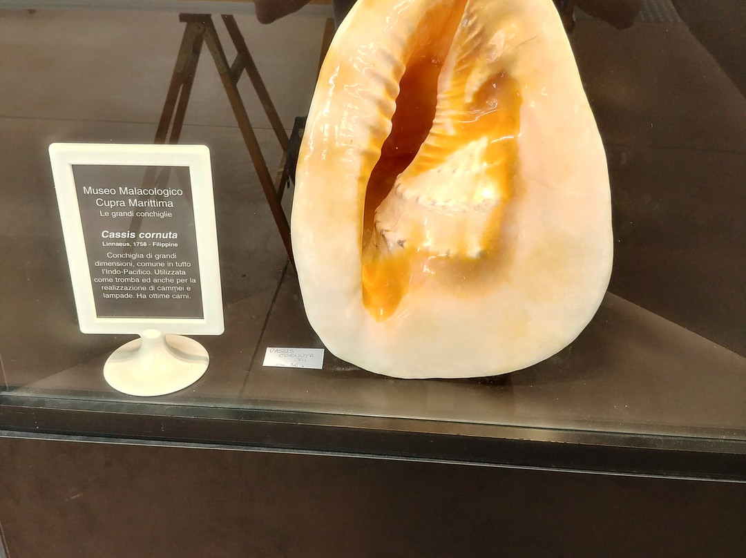 Malacological Museum Piceno景点图片